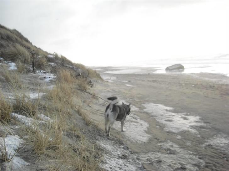 Jämthund Kenya billede 8