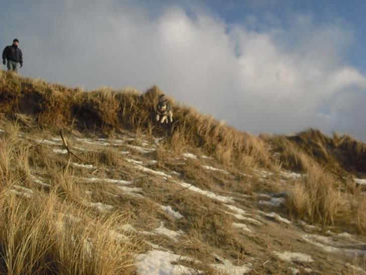 Jämthund Kenya billede 9