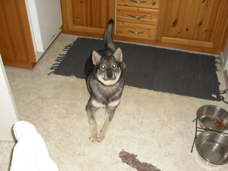 Jämthund Kenya billede 10