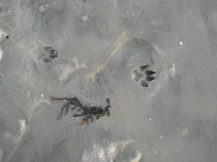 Jämthund Kenya billede 11