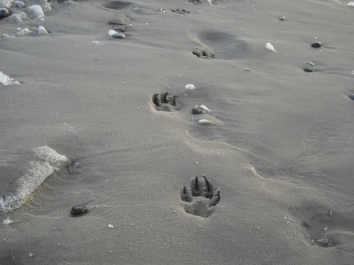 Jämthund Kenya billede 12