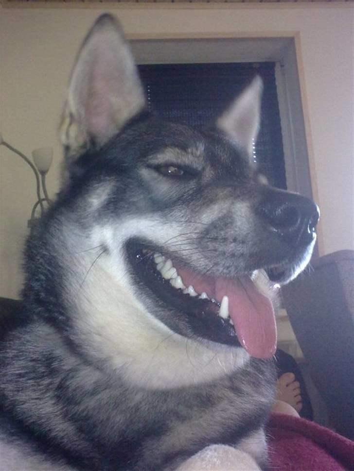 Jämthund Kenya billede 13