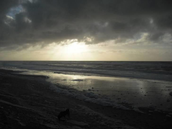 Jämthund Kenya billede 14