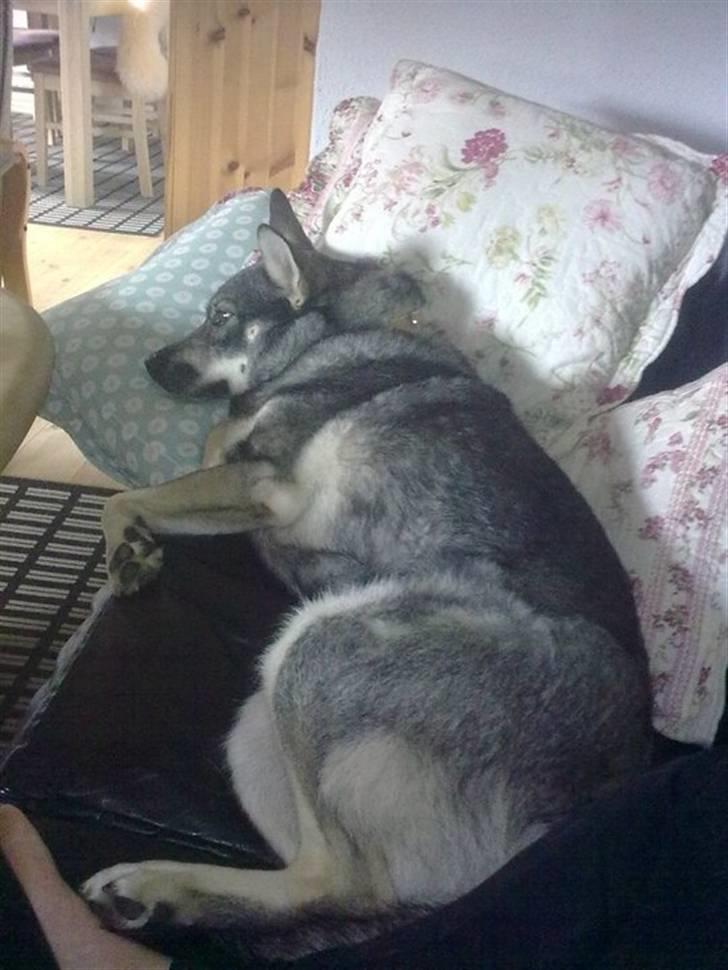 Jämthund Kenya billede 15