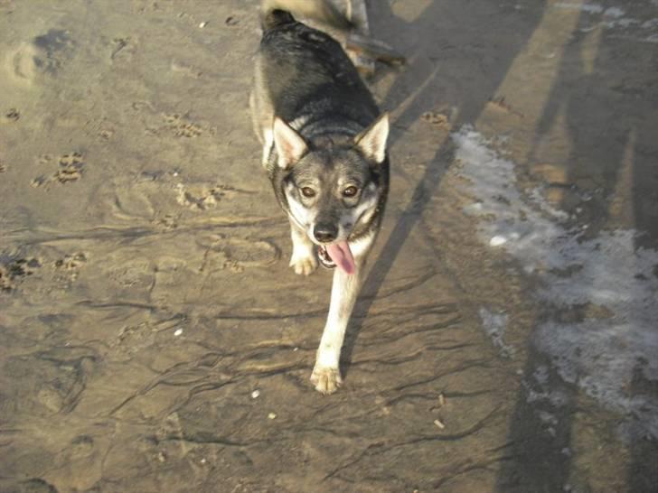 Jämthund Kenya billede 16