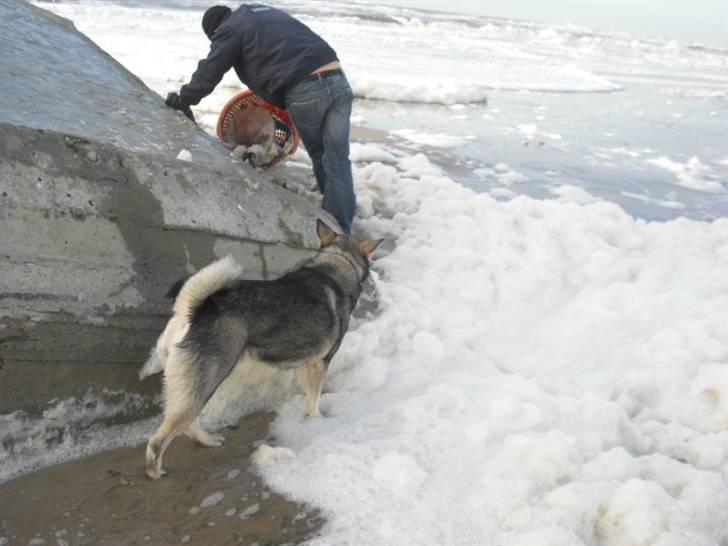 Jämthund Kenya billede 17