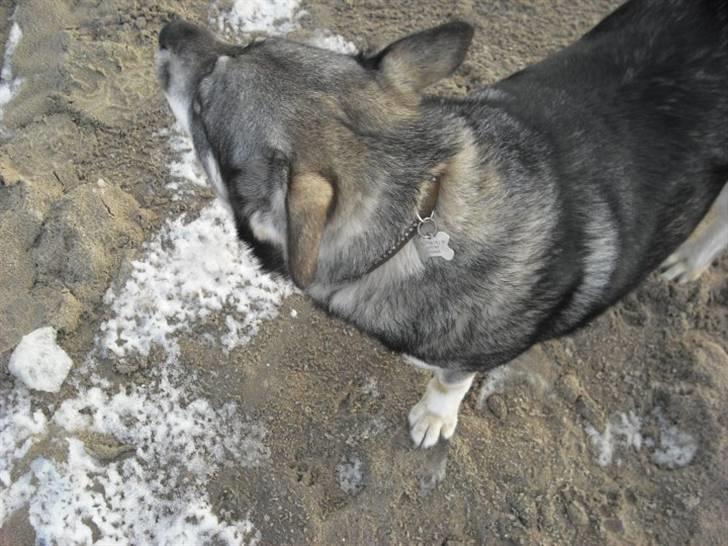 Jämthund Kenya billede 18