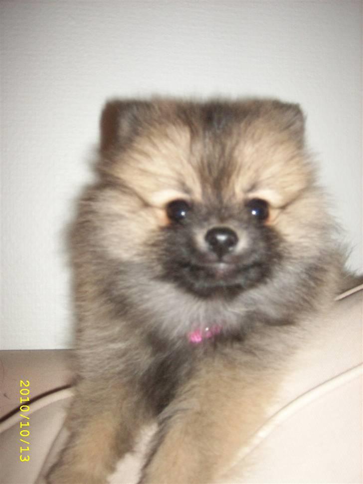 Pomeranian Maggie billede 5