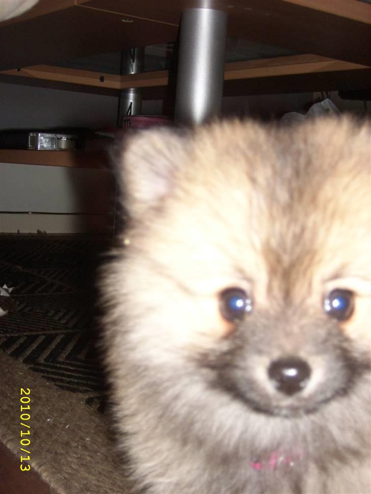 Pomeranian Maggie billede 6