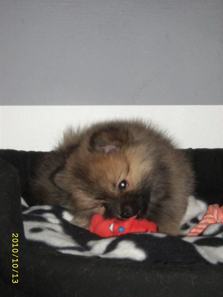 Pomeranian Maggie billede 7