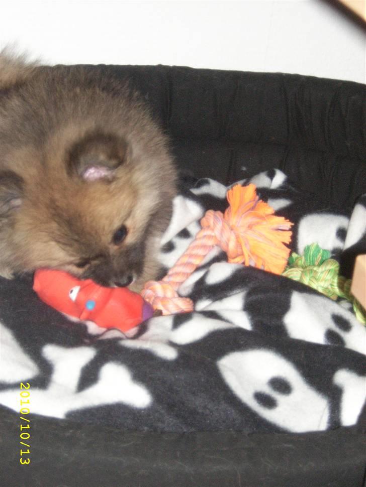 Pomeranian Maggie billede 8