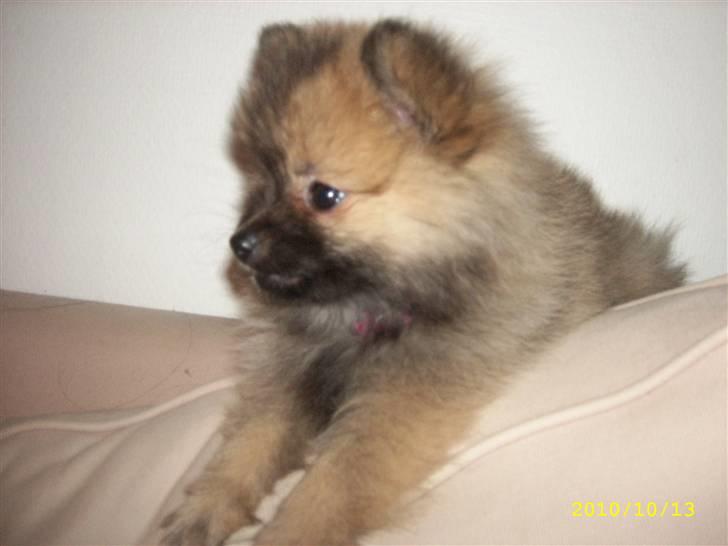 Pomeranian Maggie billede 9