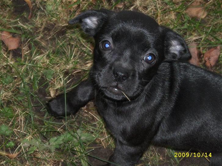 Blanding af racer Mulle billede 6