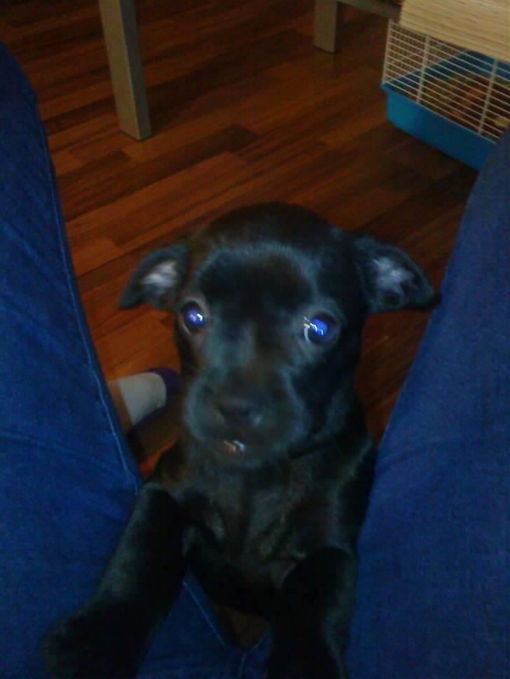 Blanding af racer Mulle billede 7