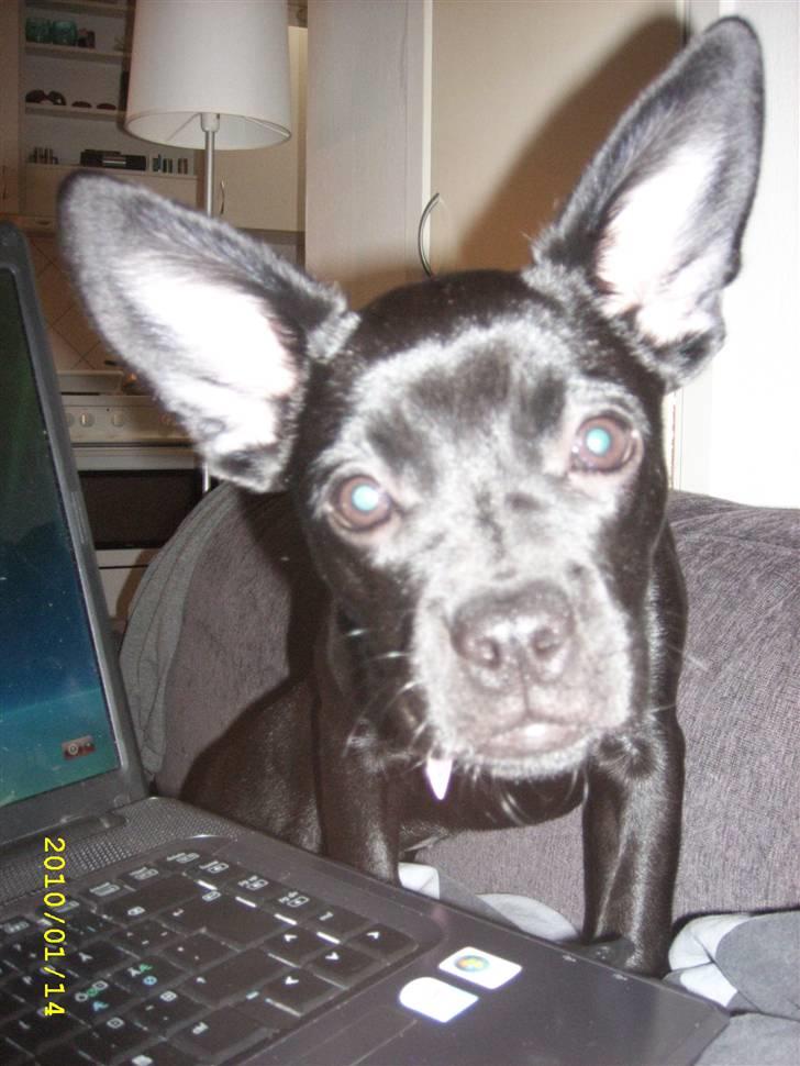 Blanding af racer Mulle billede 8