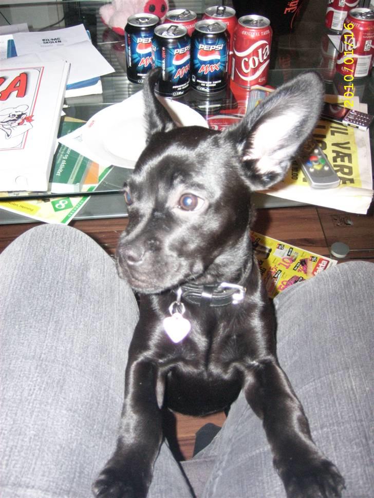 Blanding af racer Mulle billede 9