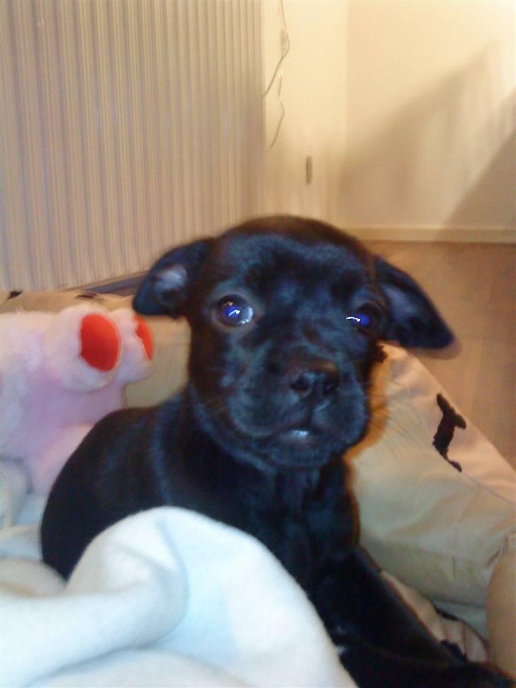 Blanding af racer Mulle billede 10