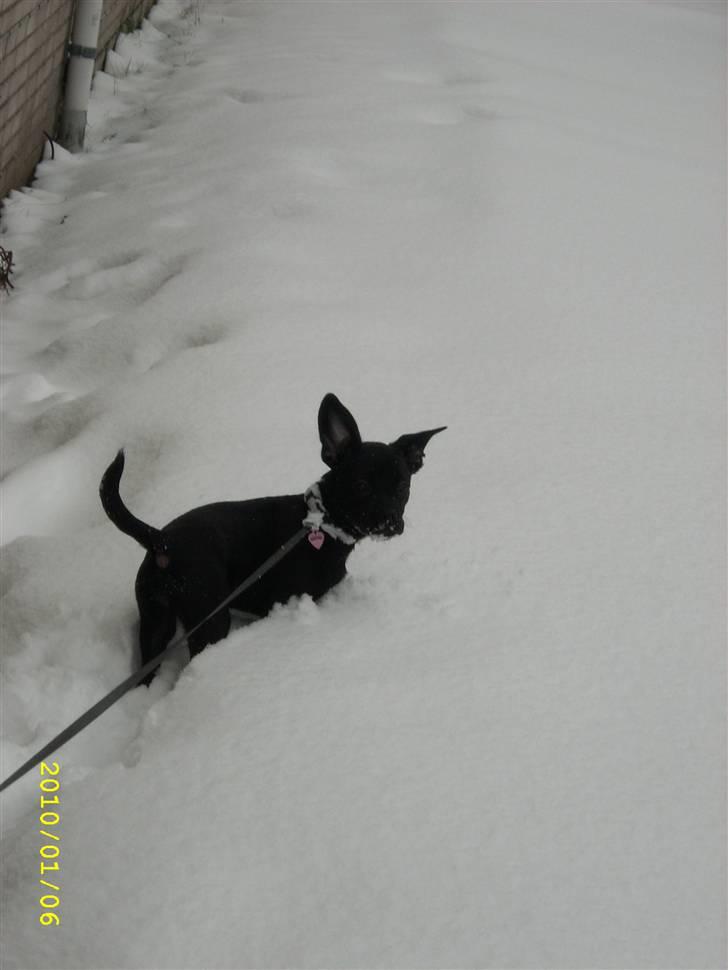 Blanding af racer Mulle billede 12