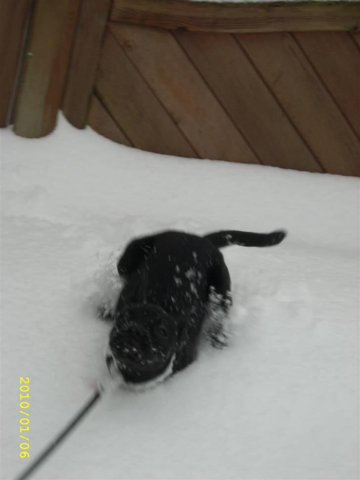 Blanding af racer Mulle billede 13