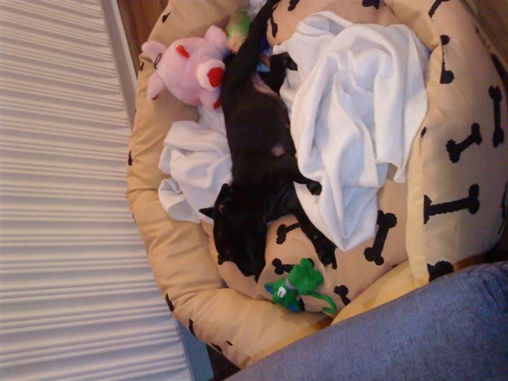 Blanding af racer Mulle billede 14