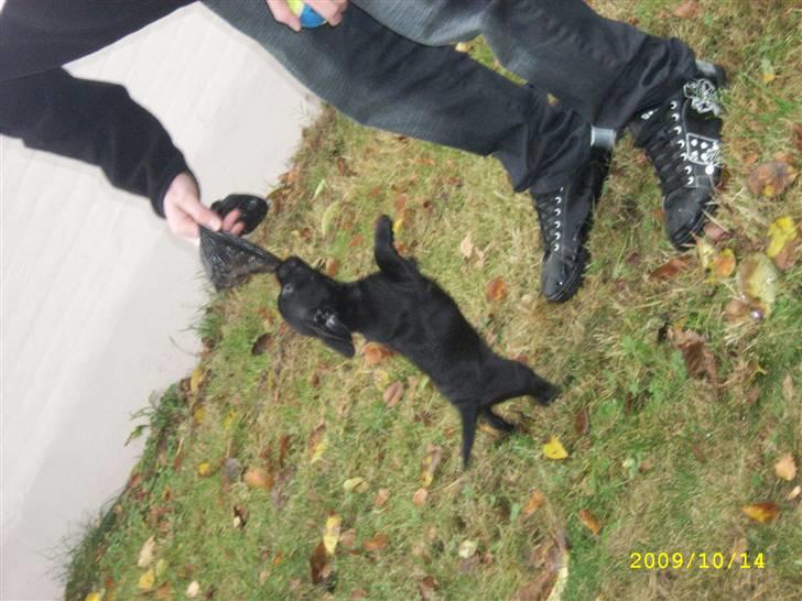 Blanding af racer Mulle billede 15