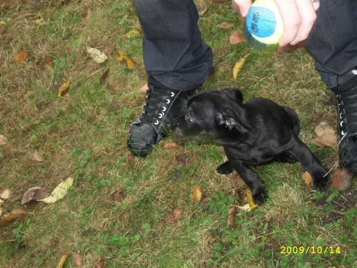 Blanding af racer Mulle billede 16