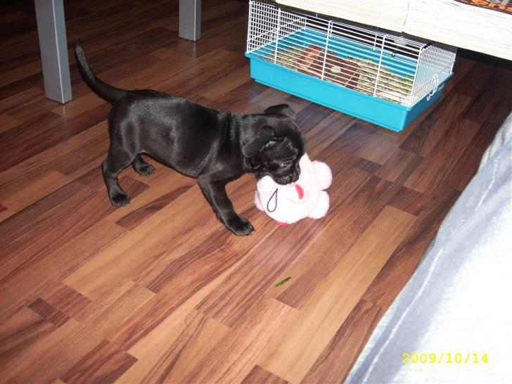 Blanding af racer Mulle billede 17