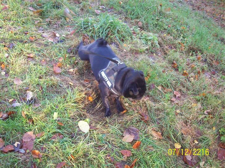 Mops bobby billede 2