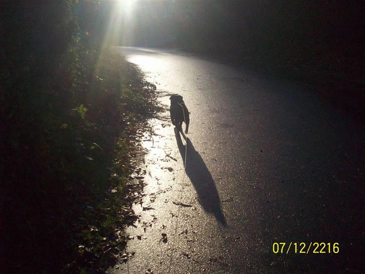 Mops bobby billede 3