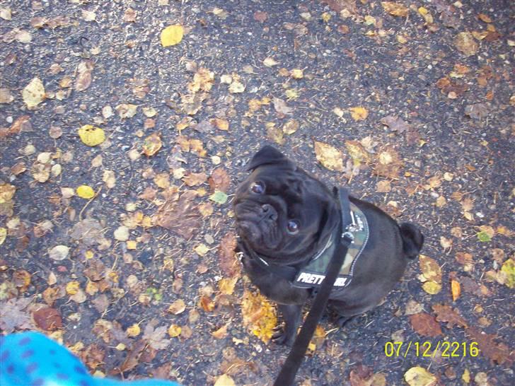 Mops bobby billede 4