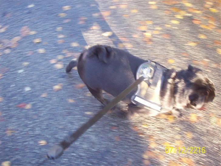 Mops bobby billede 5