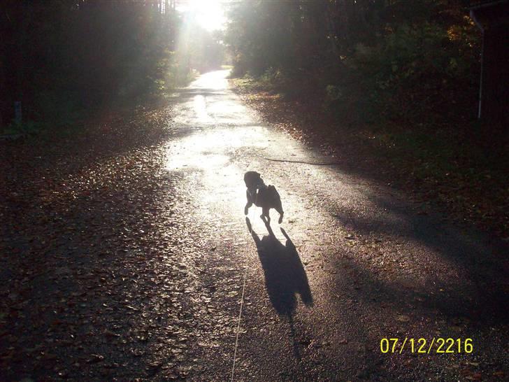 Mops bobby billede 6