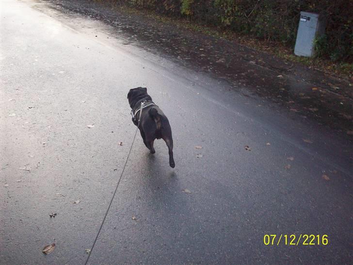 Mops bobby billede 7