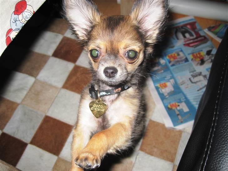 Chihuahua Coco - Coco 16 uger :) billede 1