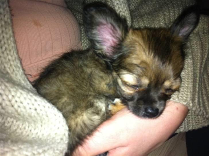 Chihuahua Coco - Coco 9 uger - 1. dag i vores familie :) billede 2