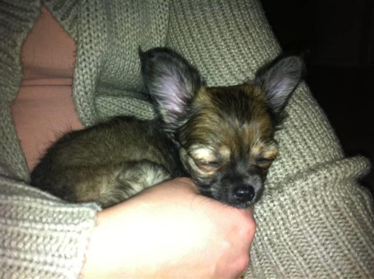 Chihuahua Coco - Coco 9 uger - Coco putter allerede på skødet :) billede 3