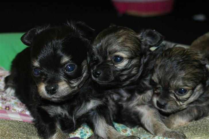 Chihuahua Coco - Coco med hendes søskende. Coco i midten. billede 4