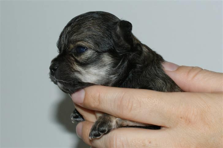 Chihuahua Coco - Billedet er fra sælger. billede 5