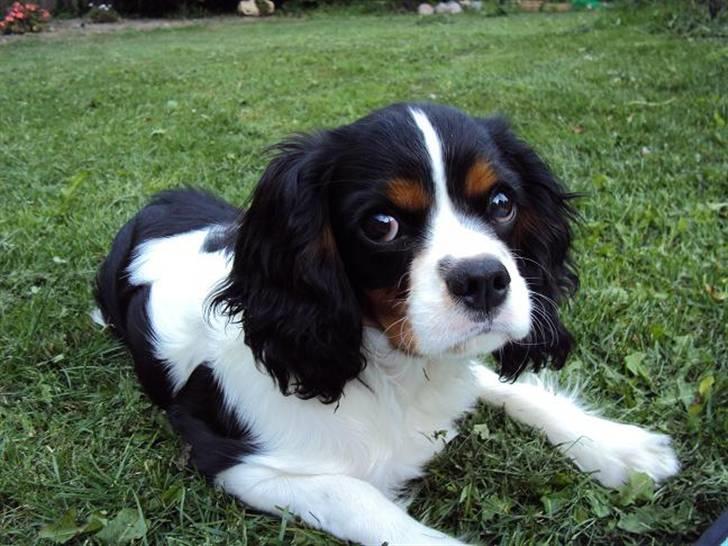 Cavalier king charles spaniel Cuba billede 18