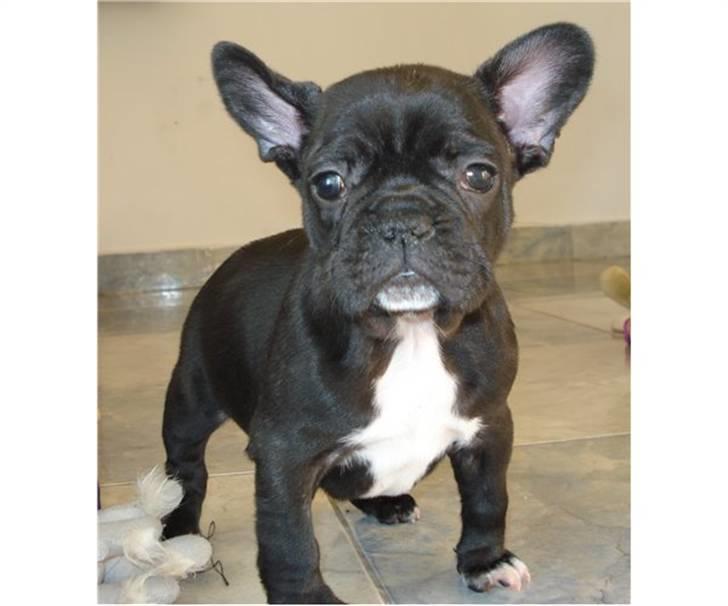 Fransk bulldog Bella billede 2