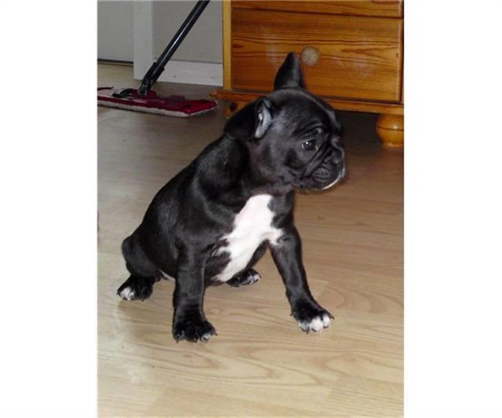 Fransk bulldog Bella billede 3