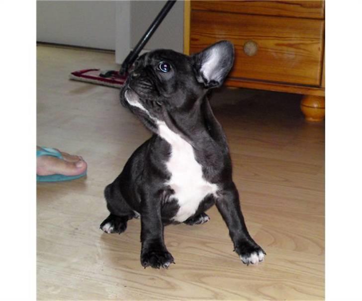 Fransk bulldog Bella billede 4