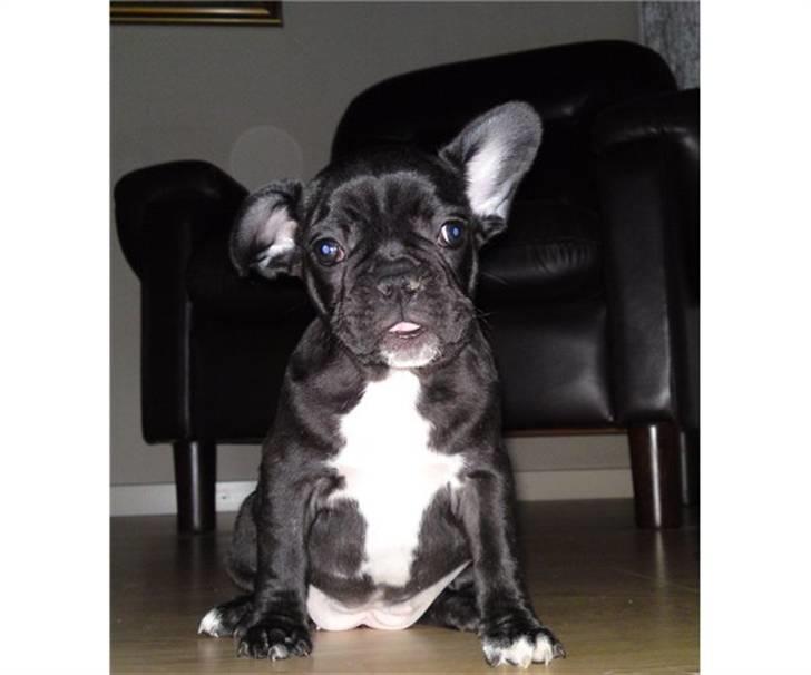 Fransk bulldog Bella billede 5