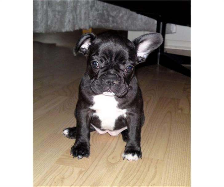 Fransk bulldog Bella billede 6