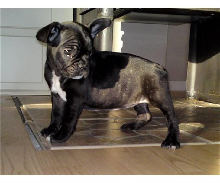 Fransk bulldog Bella billede 7