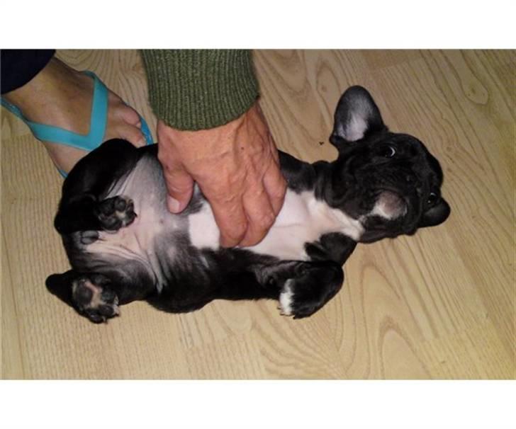 Fransk bulldog Bella billede 8