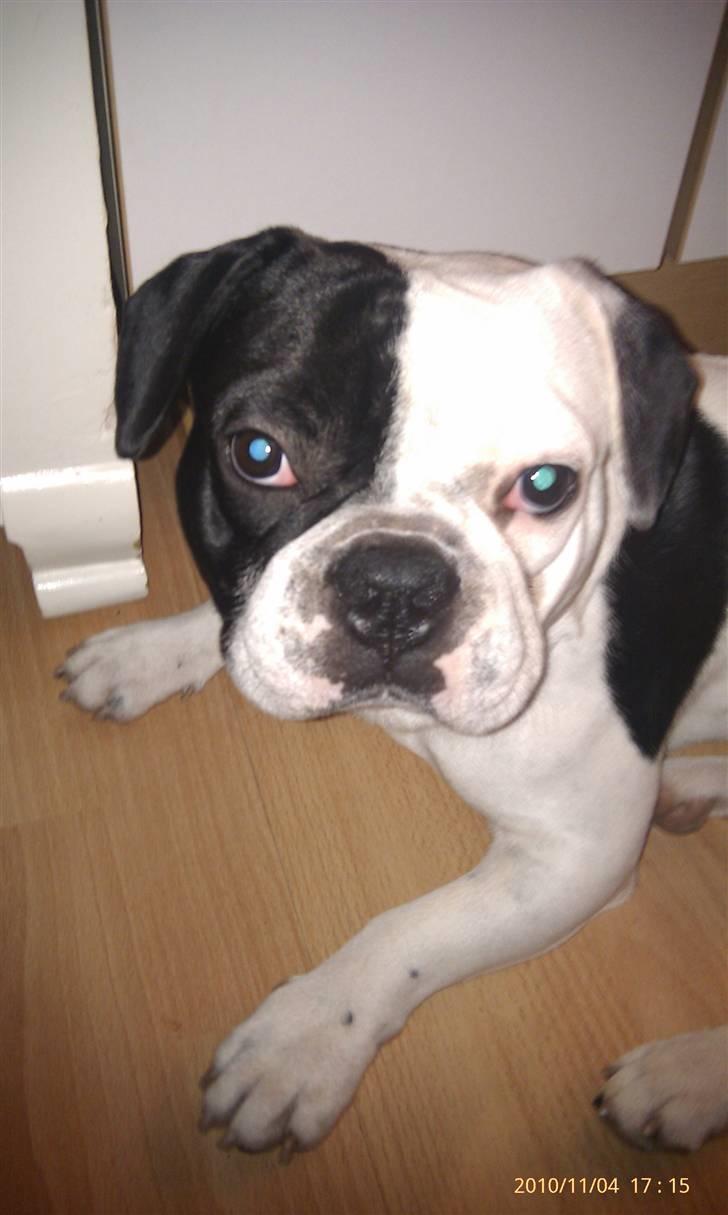 Fransk bulldog Bops billede 3