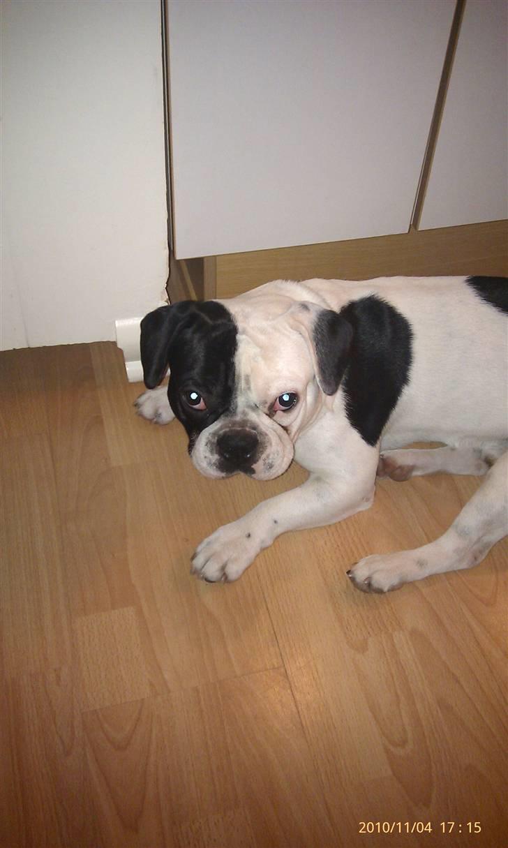 Fransk bulldog Bops billede 5