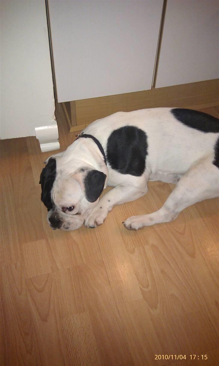 Fransk bulldog Bops billede 6