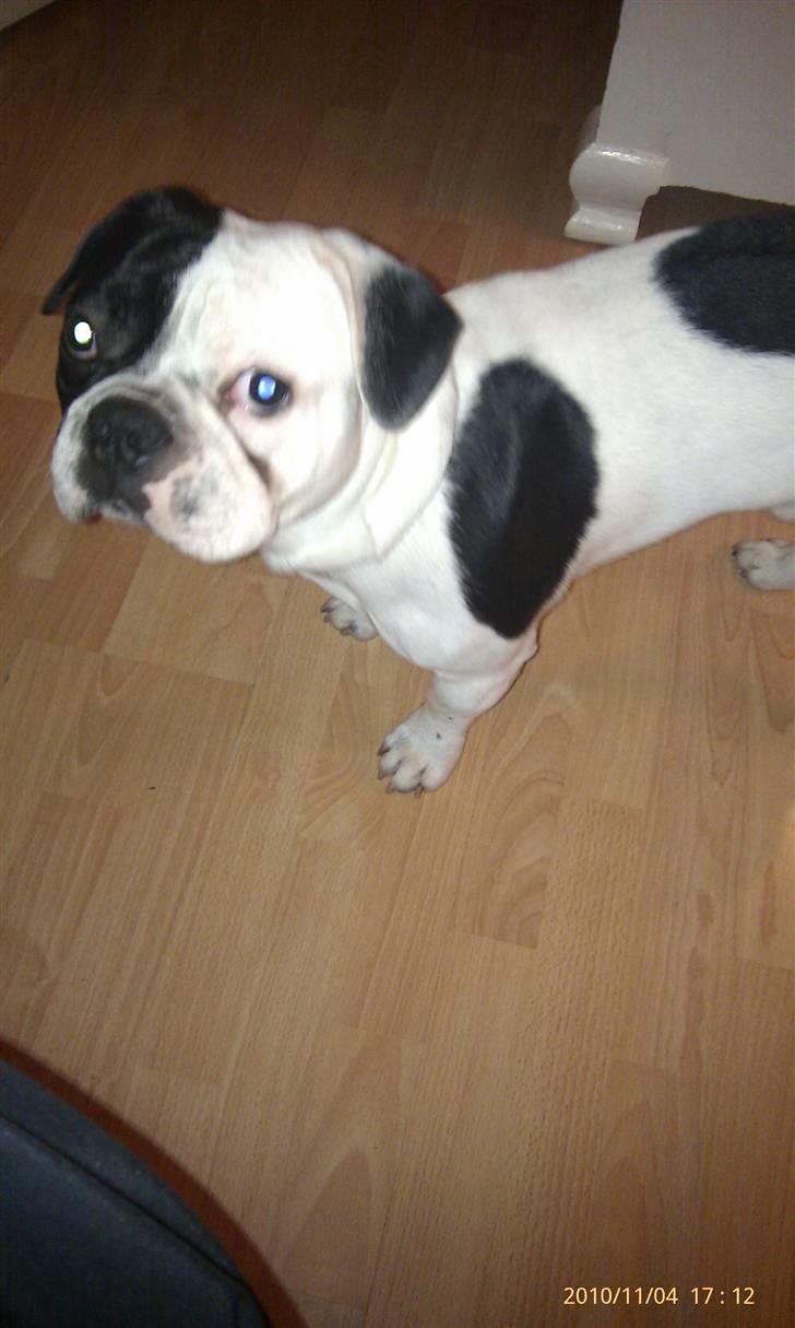 Fransk bulldog Bops billede 7